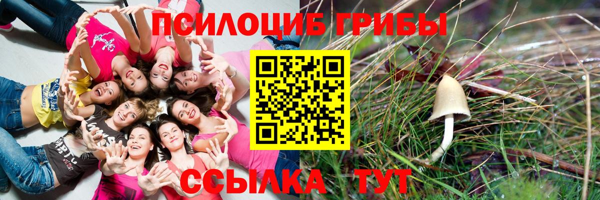 Ревда  что такое наркотик  Вход с VPN  Галлюциногенные грибы Psilocybine cubensis 